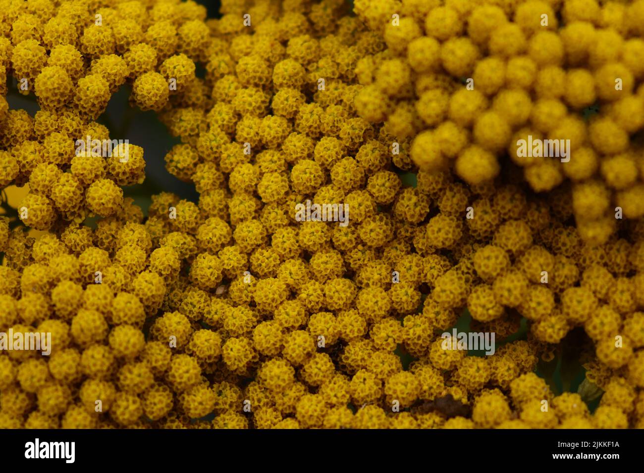 Eine Nahaufnahme der gelben Schafgarben-Blüten Stockfoto