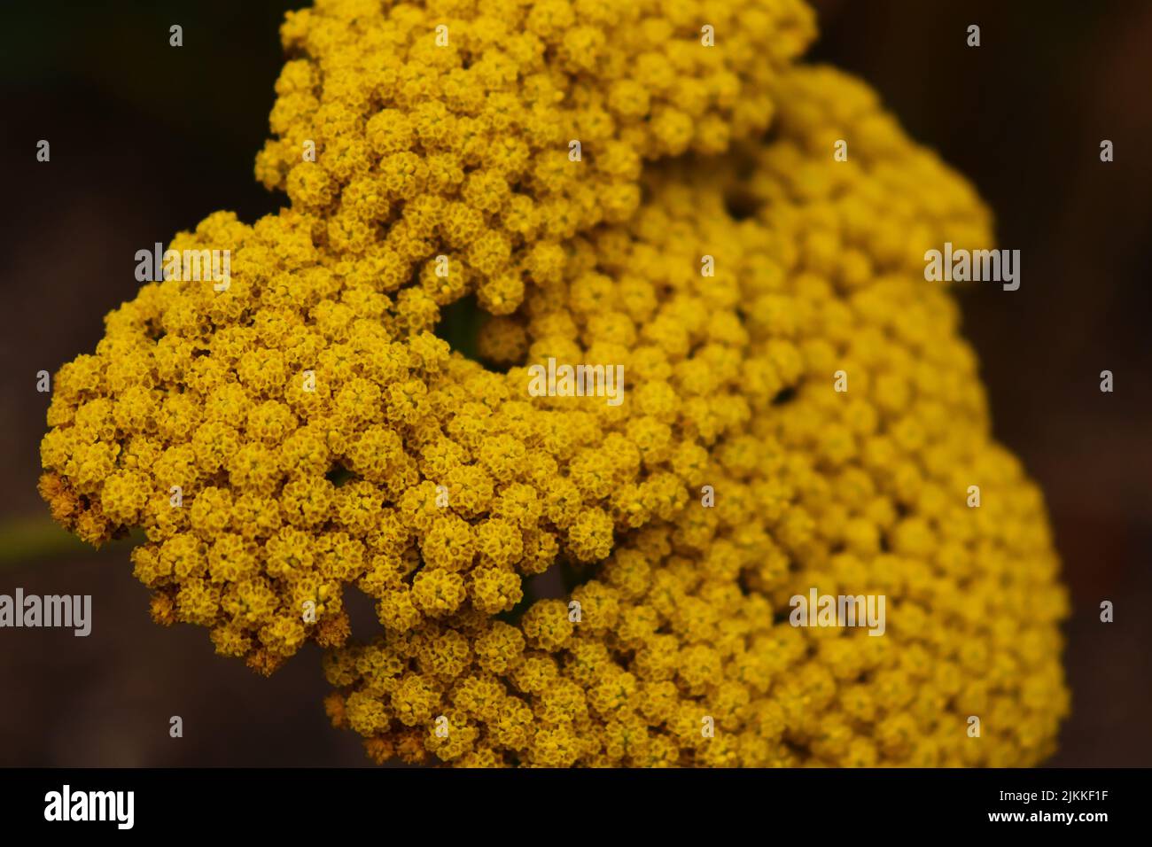 Eine Nahaufnahme der gelben Schafgarben-Blüten auf einem verschwommenen Hintergrund Stockfoto