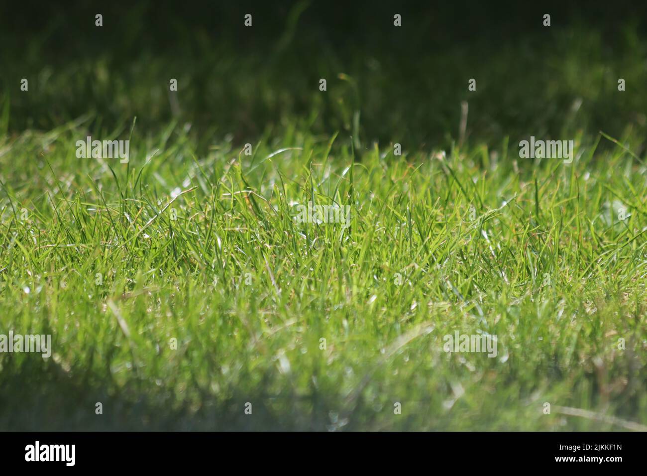 Eine Nahaufnahme von grünem Gras unter Sonnenlicht. Stockfoto