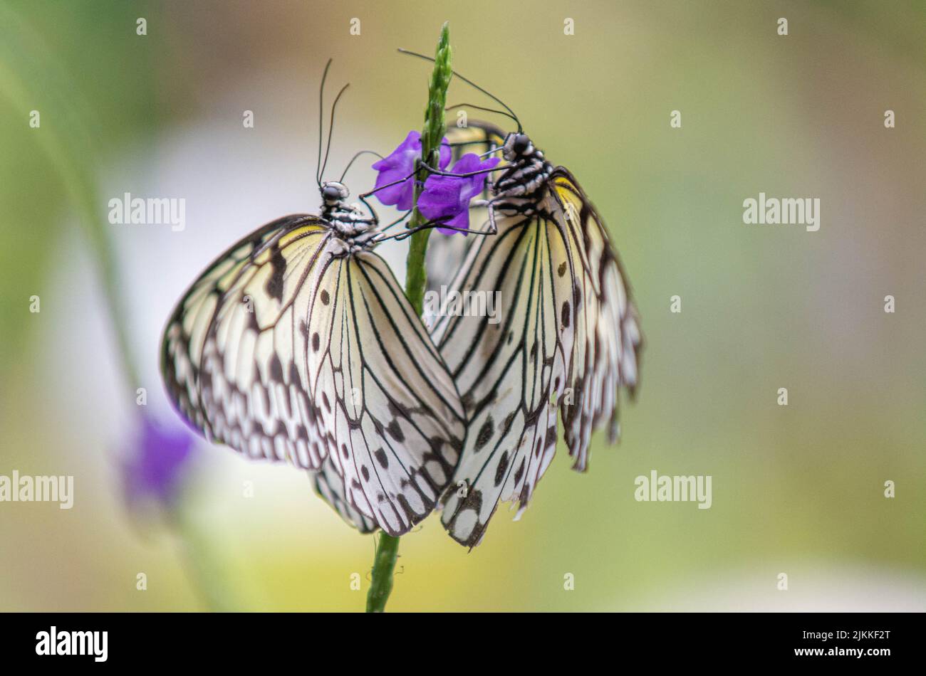 Eine selektive Fokusaufnahme von zwei Schmetterlingen, die auf einer Blume thront Stockfoto