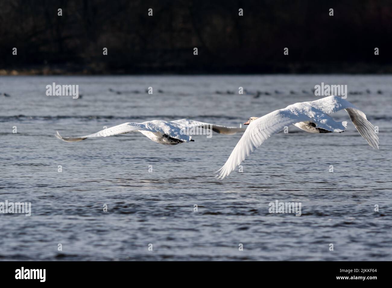 Eine wunderschöne Aufnahme eines stummen Schwans, der in hellem Sonnenlicht mit unscharfem Hintergrund über das ruhige Wasser fliegt Stockfoto