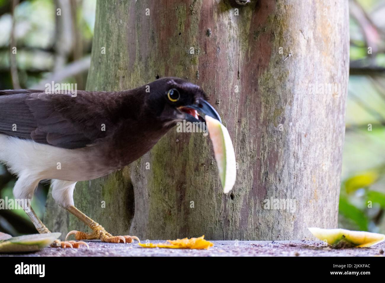 Eine Nahaufnahme eines braunen eichelhäher-Vogels, der an einem sonnigen Tag auf einem Brett im Garten mit einer Apfelscheibe im Schnabel bei einem großen Baum steht Stockfoto