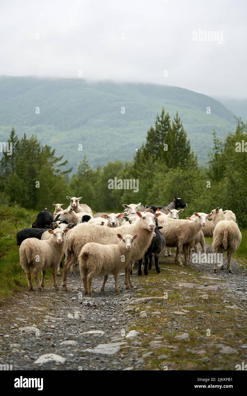 Eine wunderschöne Aufnahme einer kleinen Herde Schafe, die in dem flachen Bach in der Nähe von grünen Laubbäumen mit nebligen Bergen im Hintergrund steht Stockfoto