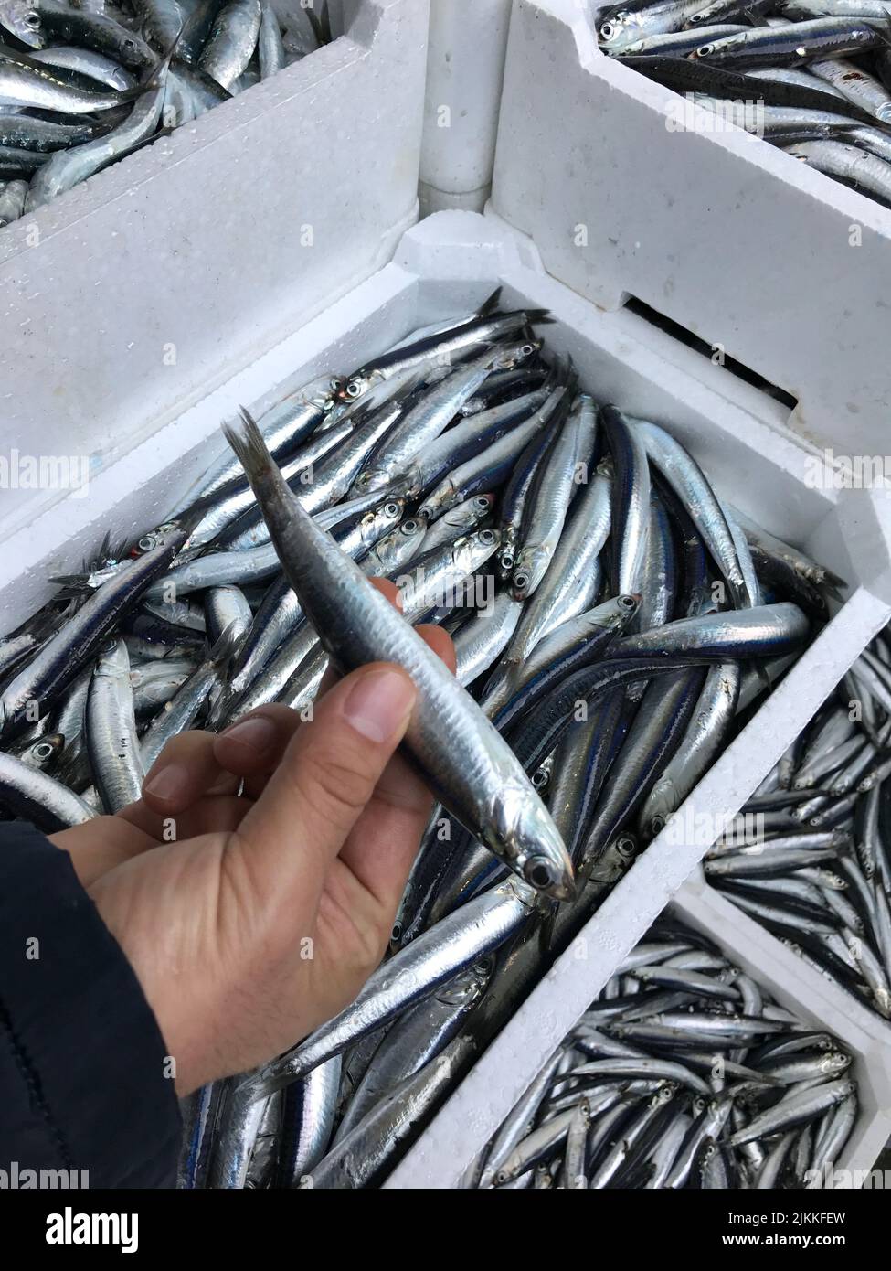 Eine vertikale Aufnahme von europäischen Sardellenfischen, die von einer Menschenhand gehalten werden. Stockfoto