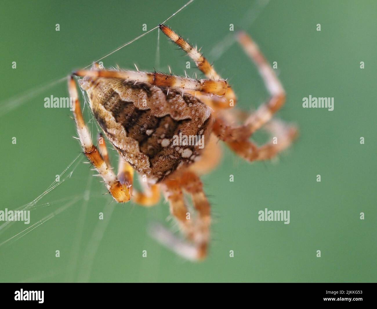 Nahaufnahme einer europäischen Gartenspinne, die auf einem verschwommenen grünen Hintergrund am Spinnennetz hängt Stockfoto