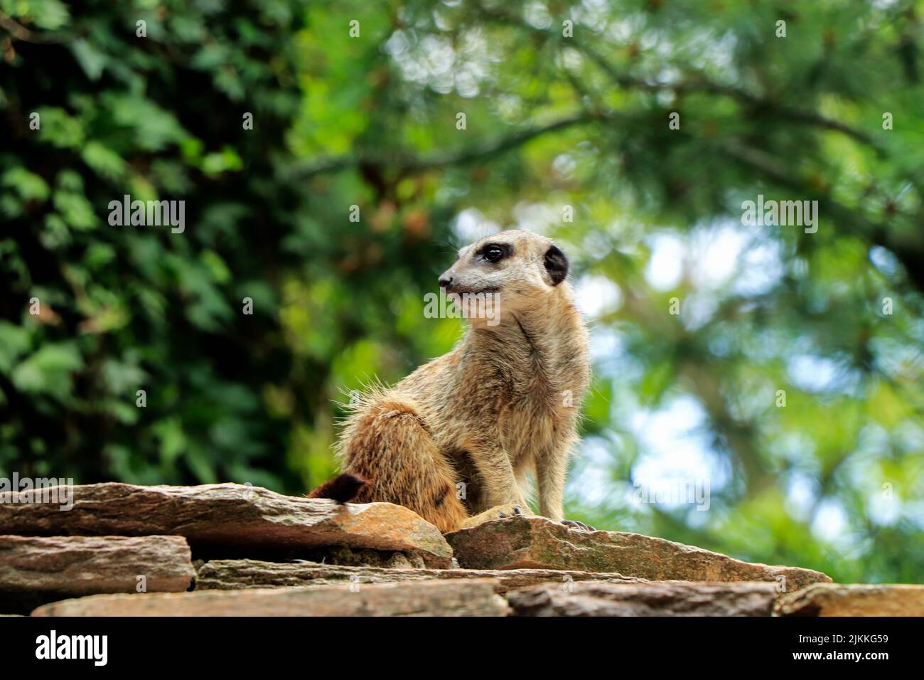 Eine flache Fokusaufnahme eines kleinen Erdmännchen, der auf Steinen mit einem verschwommenen Baumhintergrund im Zoo sitzt Stockfoto