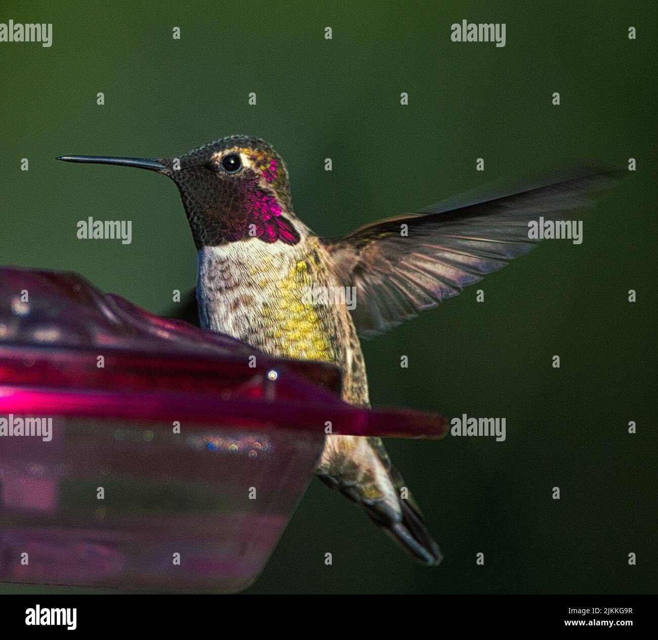 Eine Nahaufnahme von Annas Kolibri Stockfoto