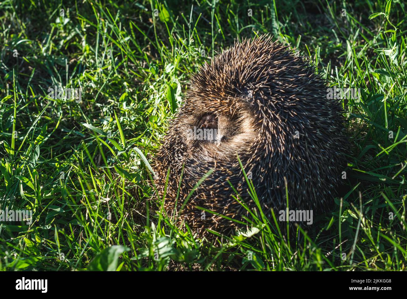 Ein entzückender gewickelter Igel im frischen Gras Stockfoto