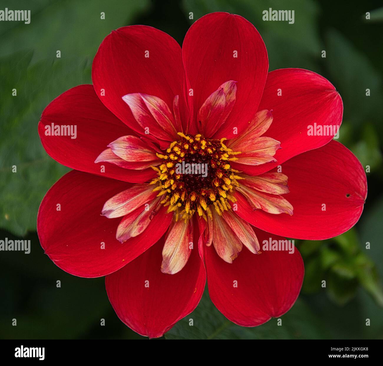 Eine Nahaufnahme einer roten Blume auf einem grünen verschwommenen Hintergrund Stockfoto