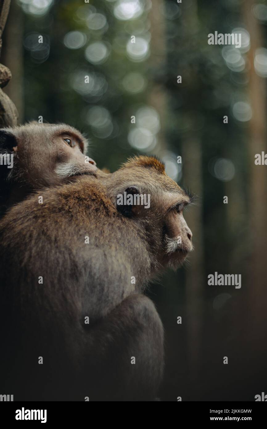 Eine selektive Aufnahme von Affen, die im Park auf einem Baum sitzen Stockfoto