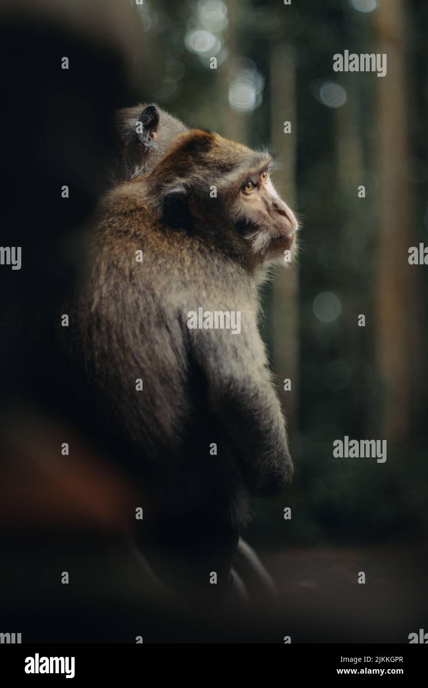 Eine selektive Aufnahme von Affen, die im Park auf einem Baum sitzen Stockfoto
