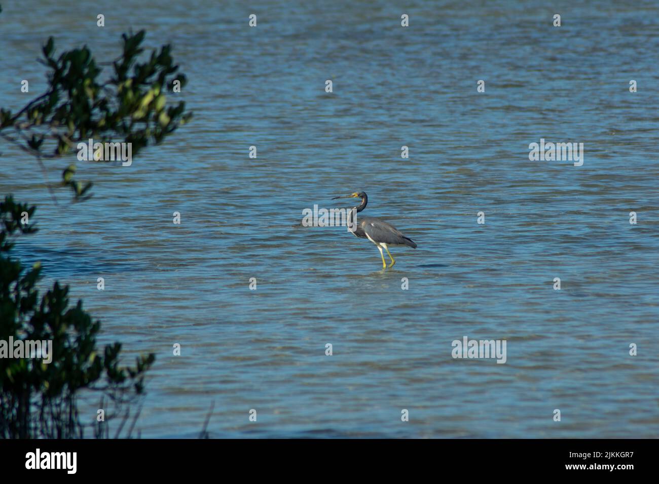 Ein dreifarbiger Reiher im See in freier Wildbahn Stockfoto