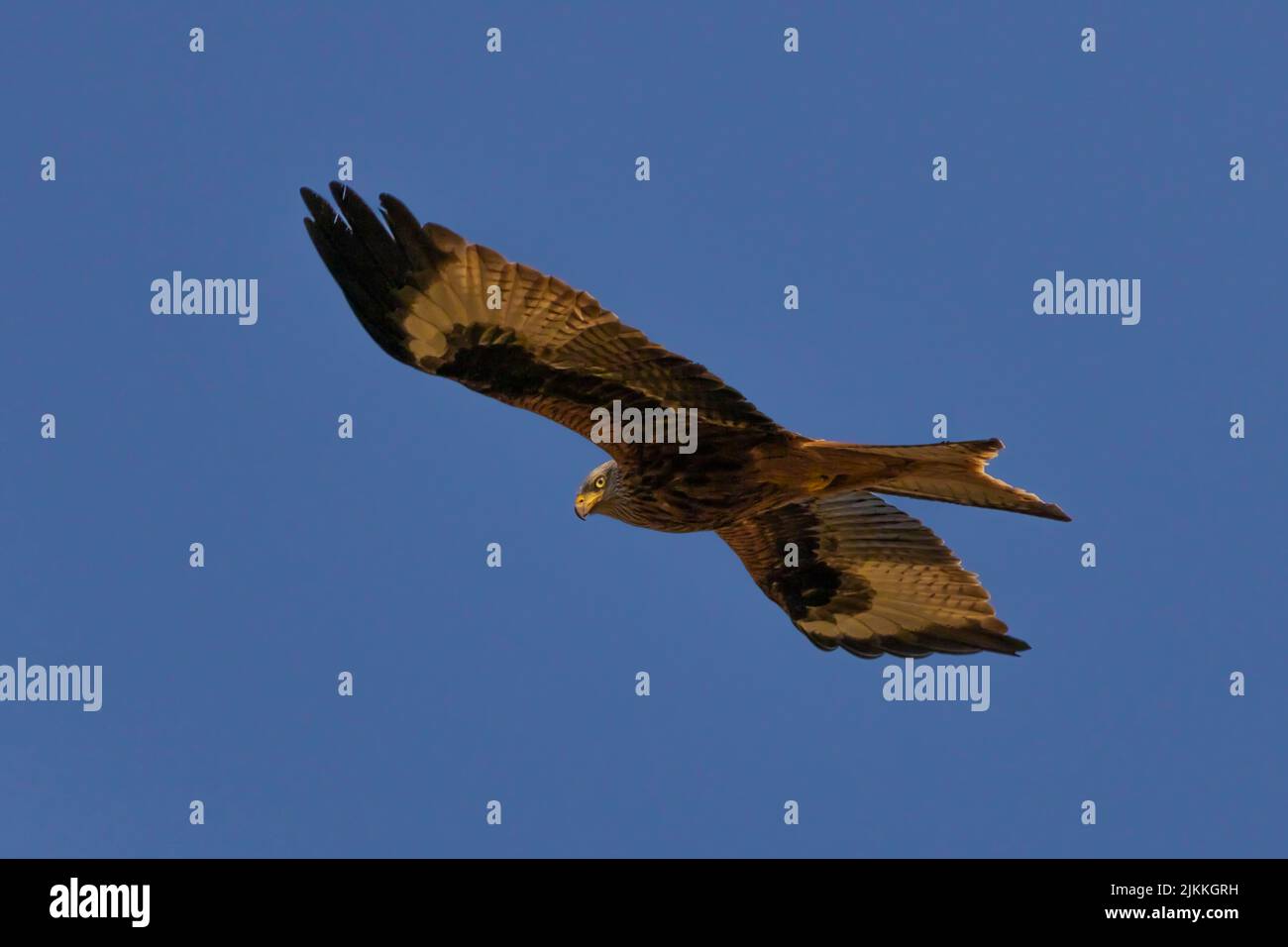 Nahaufnahme eines fliegenden Falken Stockfoto