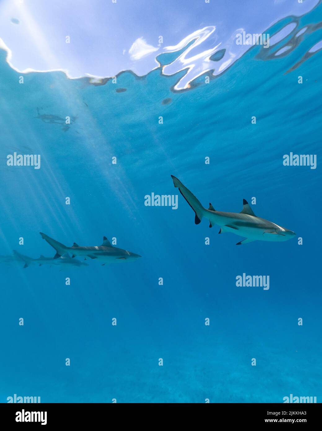 Eine vertikale Unterwasser-Aufnahme von Tigerhaien, die in einem klaren, mit Sonnenlicht gefüllten Wasser schwimmen Stockfoto