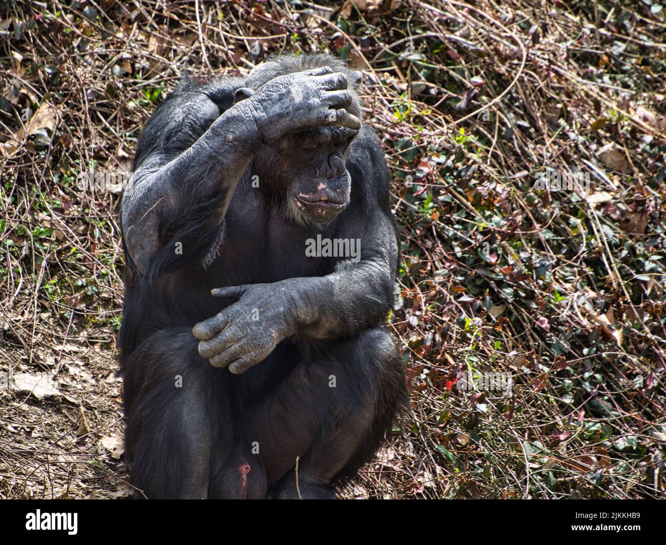 Ein einsamer Schimpansen, der auf einem trockenen Land sitzt, mit der Hand auf dem Kopf. Stockfoto