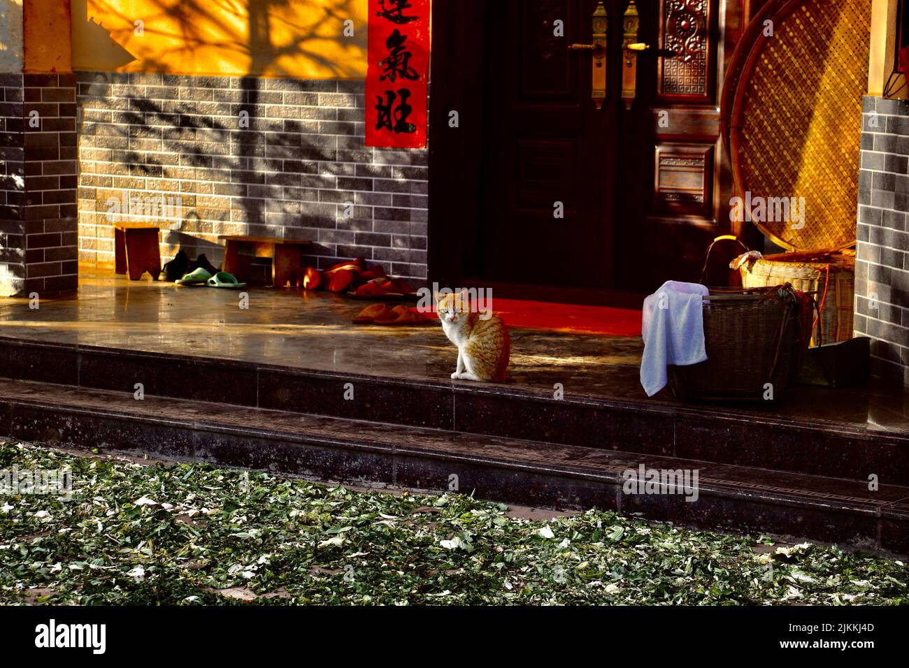 Eine wunderschöne Katze, die auf zwei Stufen vor einer Wohnung mit chinesischem Schild an der Wand sitzt Stockfoto