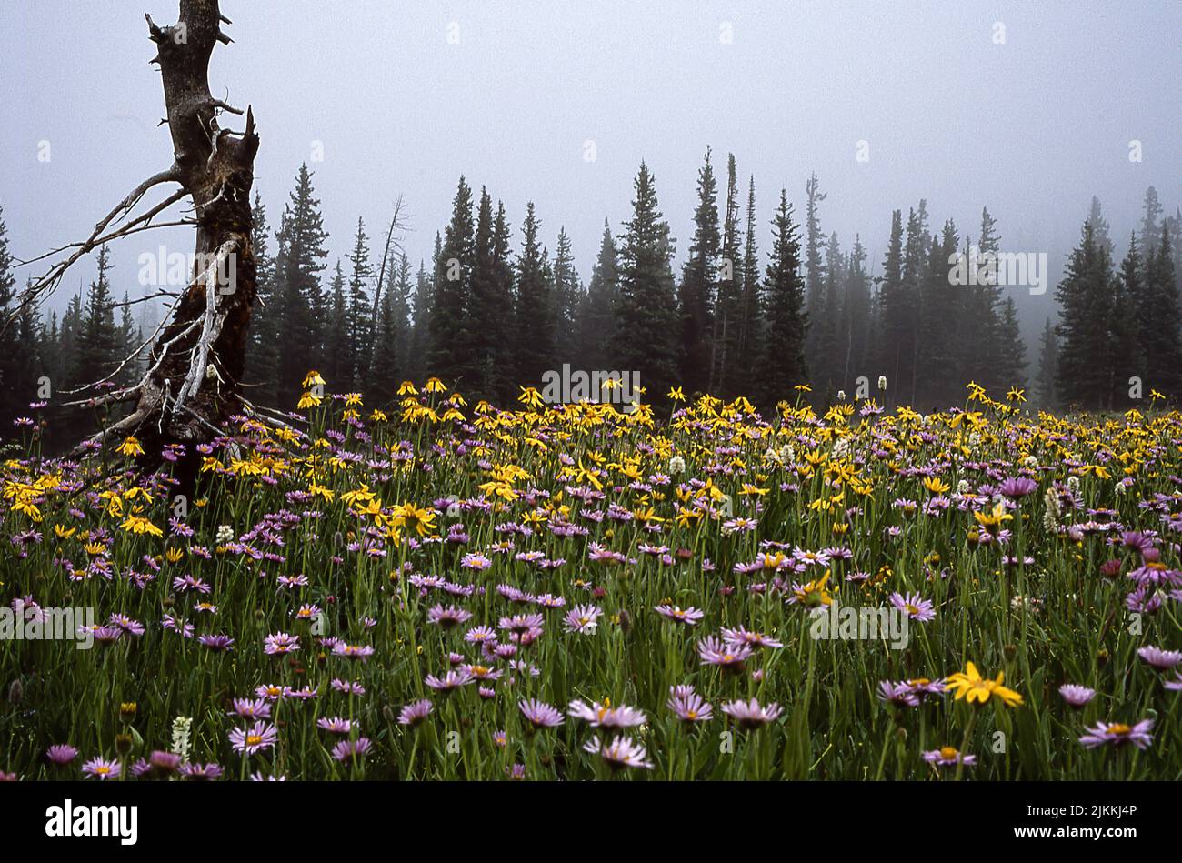 Ein schönes Blumenfeld in einem Wald an einem nebligen Tag Stockfoto