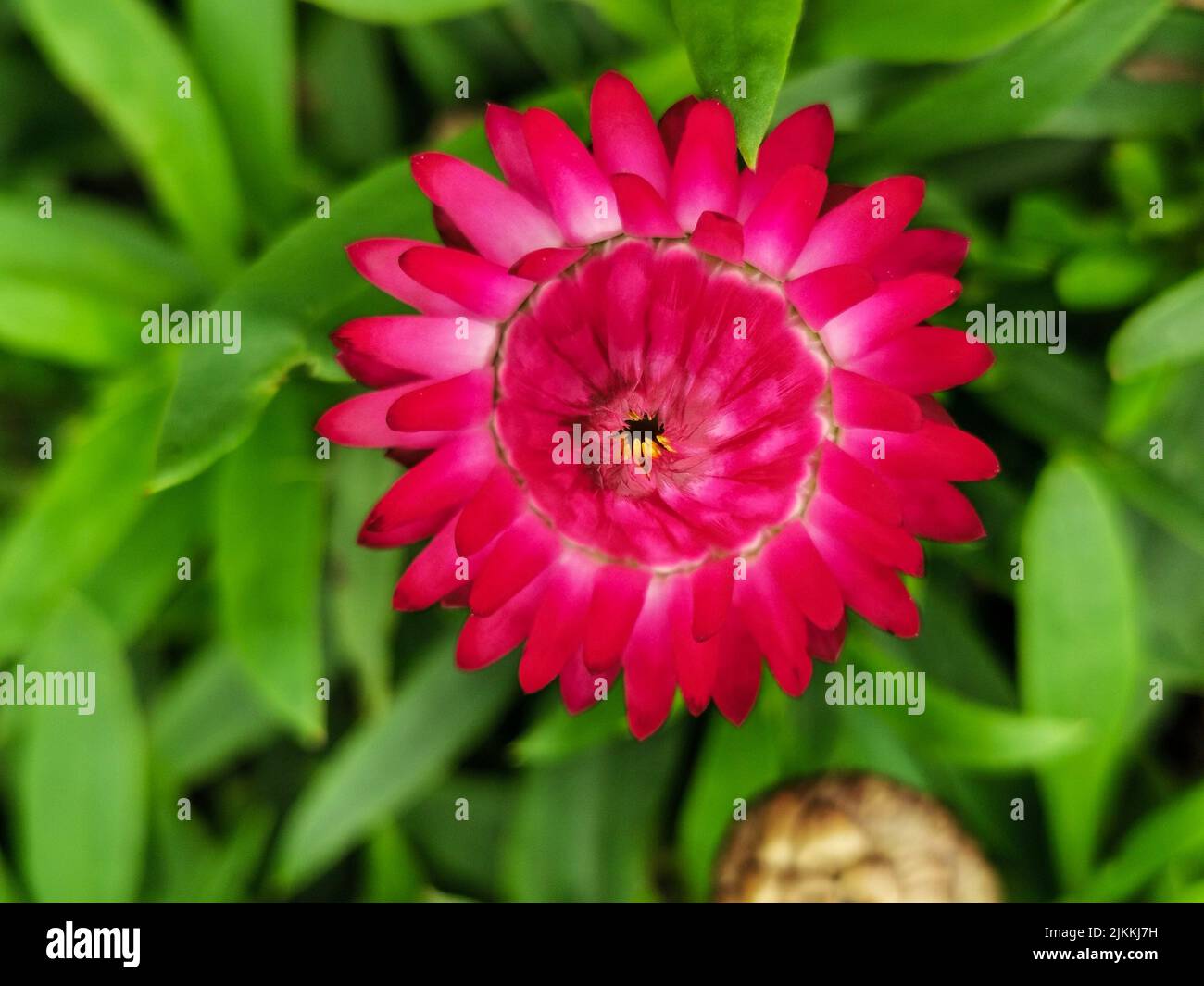 Eine Nahaufnahme einer ewigen Blume mit rosa Blütenblättern unter Sonnenlicht Stockfoto