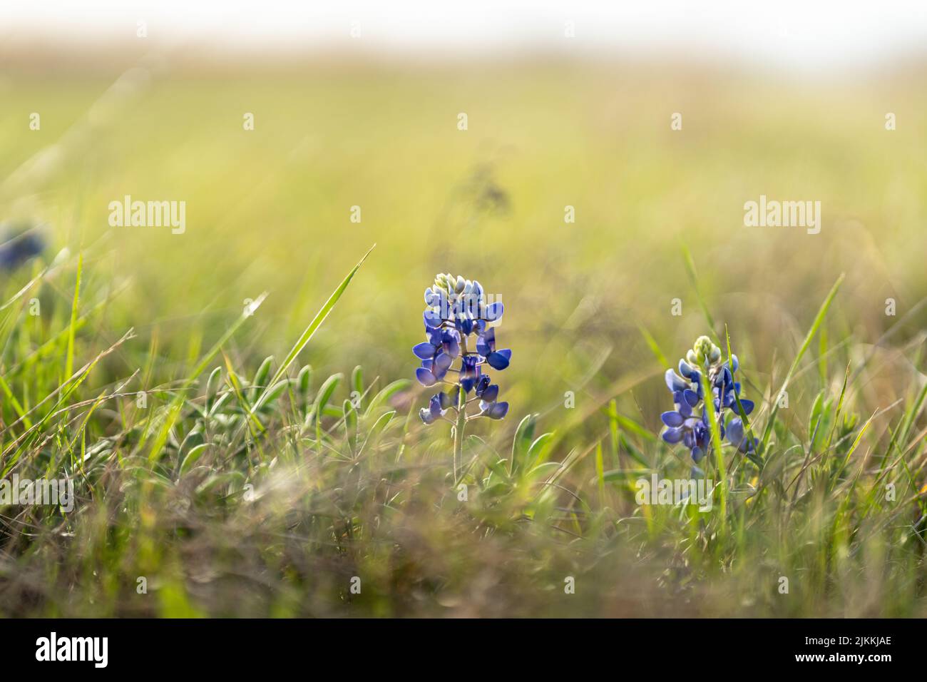 Eine Nahaufnahme von blauen Blumen, die an einem sonnigen Tag auf einem Feld wachsen Stockfoto