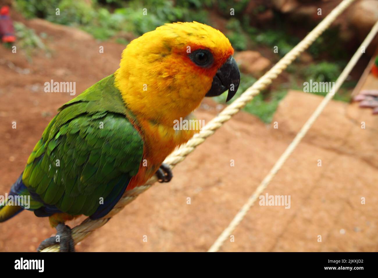 Ein Porträt eines gelben und grünen Papagei an einem Seil Stockfoto