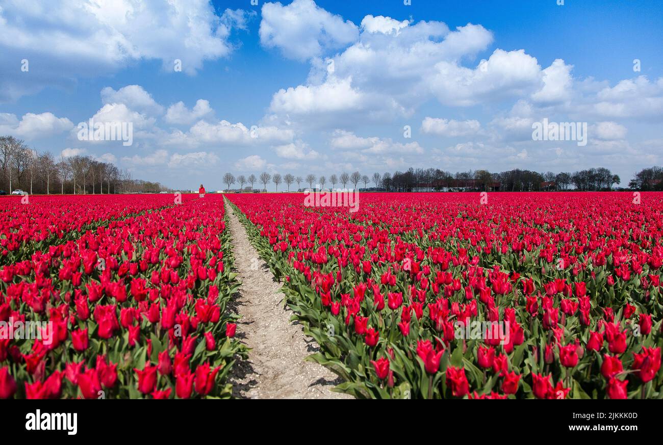 Ein Pfad in einem Feld von roten Tulpen an einem sonnigen Tag Stockfoto