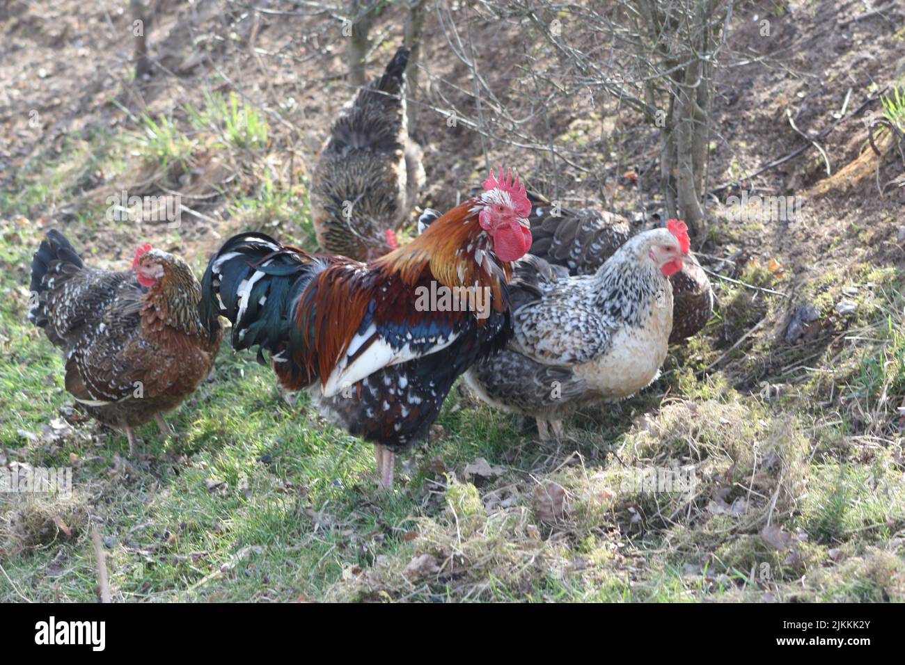 Eine Nahaufnahme von Hühnern auf Gras Stockfoto