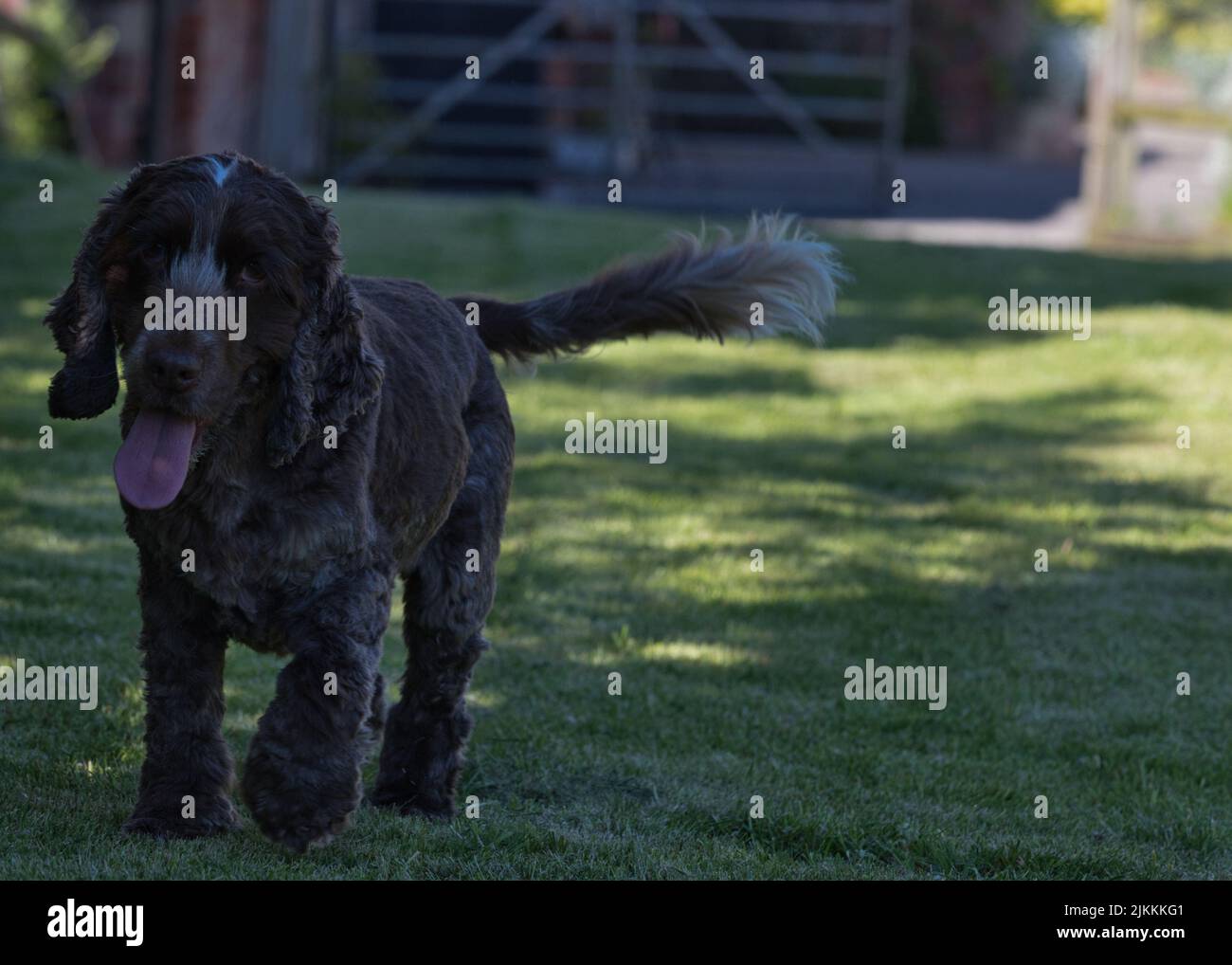 Eine wunderschöne Aufnahme eines englischen Cocker Spaniel, der im Park läuft Stockfoto