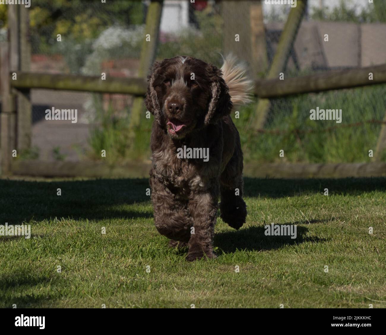 Eine wunderschöne Aufnahme eines englischen Cocker Spaniel, der im Park läuft Stockfoto