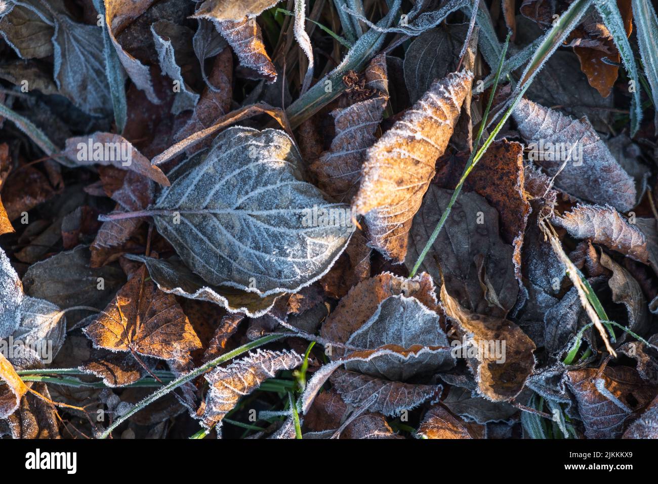 Ein Blick von oben auf trocken gefallene Blätter auf dem Boden mit einem morgendlichen Frost auf ihnen Stockfoto