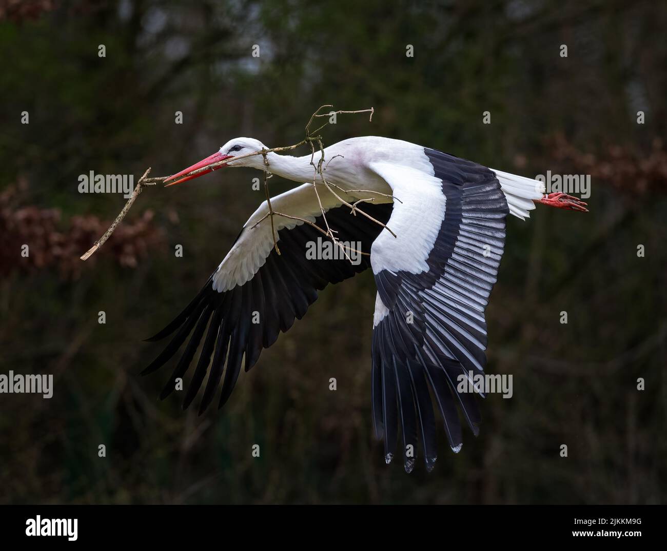 Eine schöne Aufnahme eines fliegenden Weißstorchvogels mit einem Zweig im Mund und verschwommenen Bäumen im Hintergrund Stockfoto