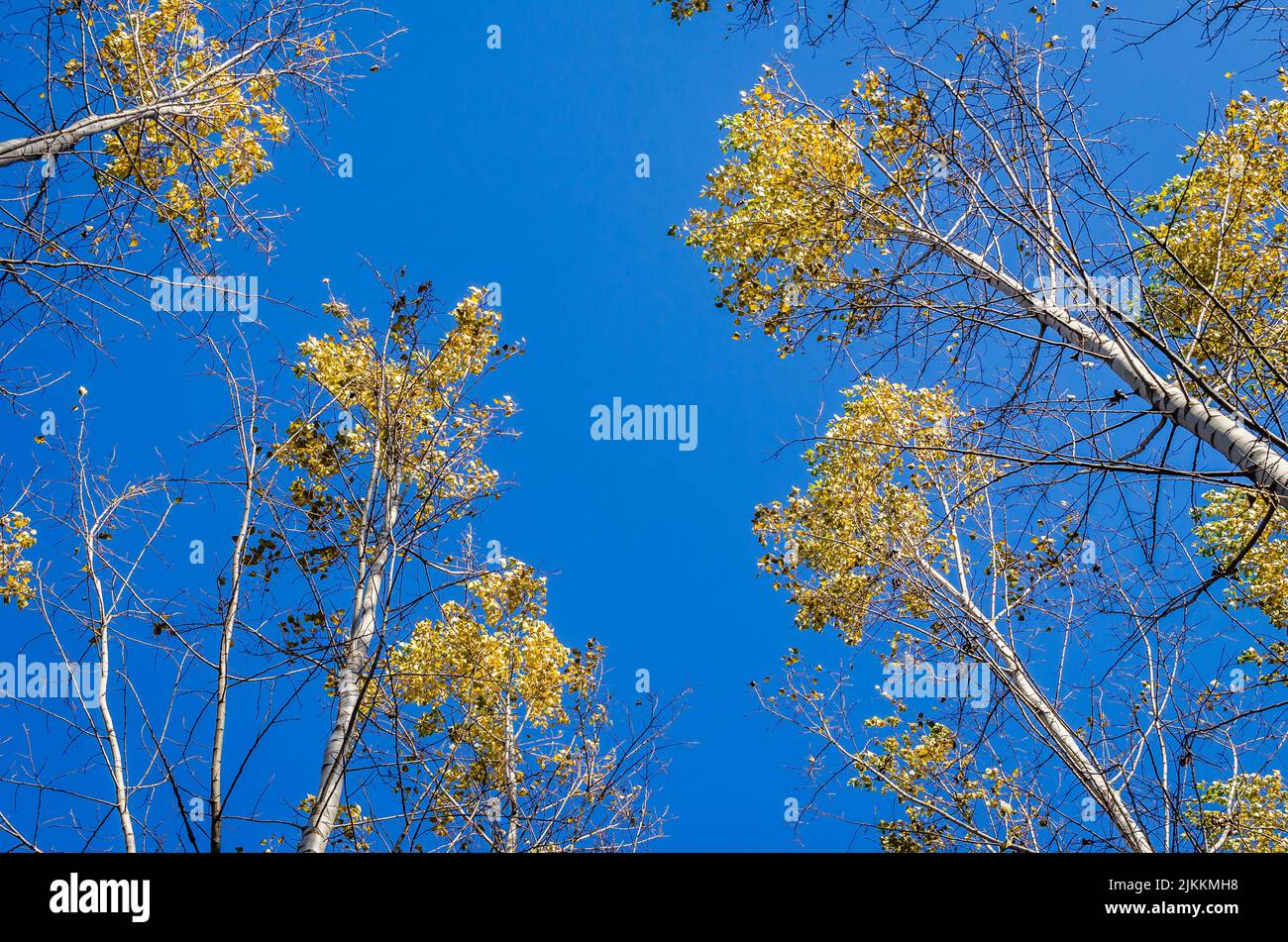 Das Ambiente des Waldes im Herbst, an der Donau. Stockfoto
