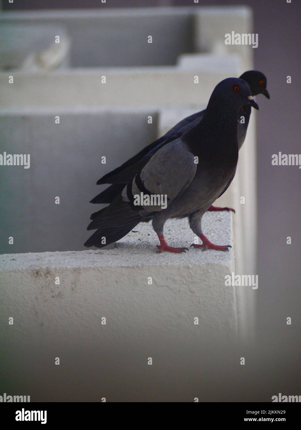 Eine vertikale Aufnahme von zwei schwarzen und grauen Tauben, die auf einem Betonbalkon stehen Stockfoto