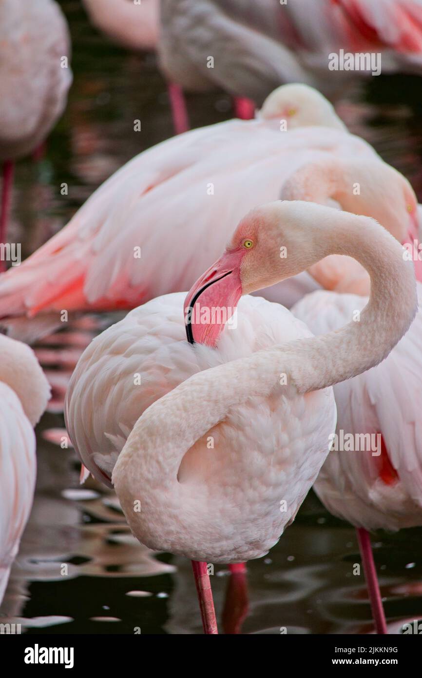 Eine vertikale Nahaufnahme von chilenischen Flamingos, Phoenicopterus chilensis. Stockfoto