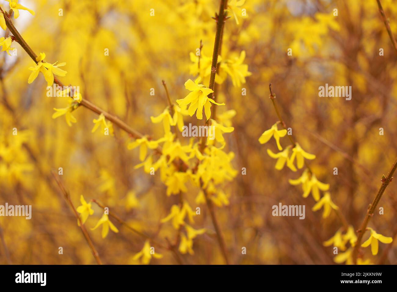 Eine Nahaufnahme eines blühenden Baumes mit gelben Blüten, isoliert auf einem verschwommenen Hintergrund Stockfoto