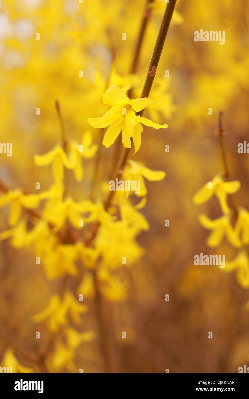 Eine vertikale Nahaufnahme einer gelben Blumenpflanze mit verschwommener Wirkung Stockfoto