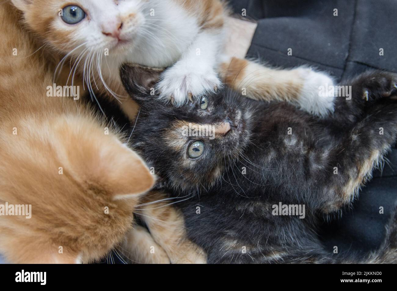 Eine Nahaufnahme der niedlichen Kätzchen, die miteinander spielen. Stockfoto