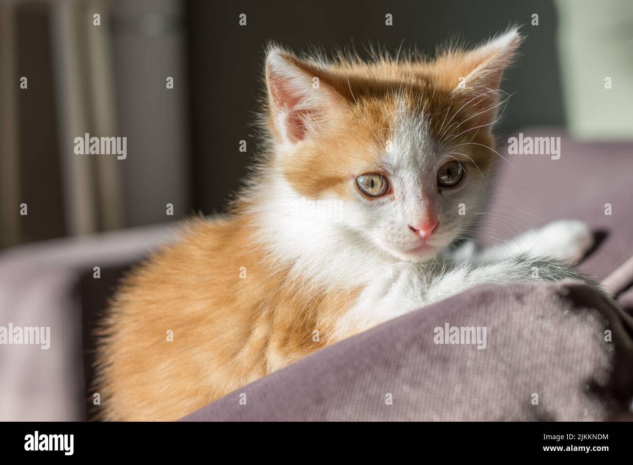Eine Nahaufnahme des niedlichen zweifarbigen Kätzchens im Innenbereich unter Sonnenlicht. Stockfoto