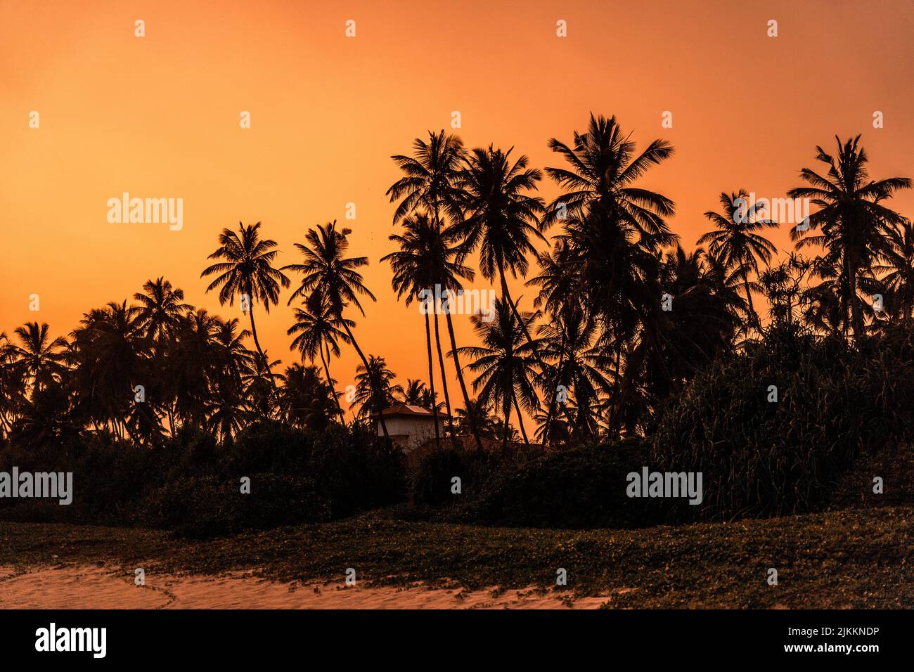 Eine ruhige Landschaft des Sonnenuntergangs mit Silhouette von Palmen im Vordergrund in Sri Lanka Stockfoto