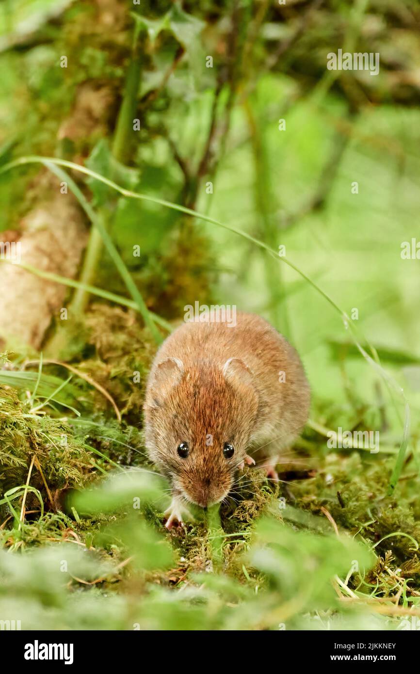 Bankvole, Myodes glareolus, im Wald, Argyll, Schottland, VEREINIGTES KÖNIGREICH Stockfoto