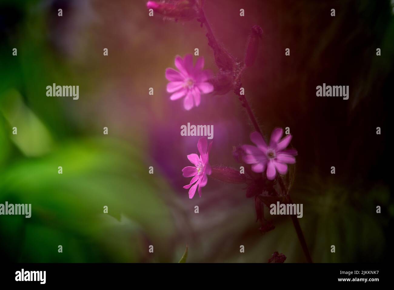 Eine verschwommene Aufnahme einer schönen, rosa Blume Stockfoto