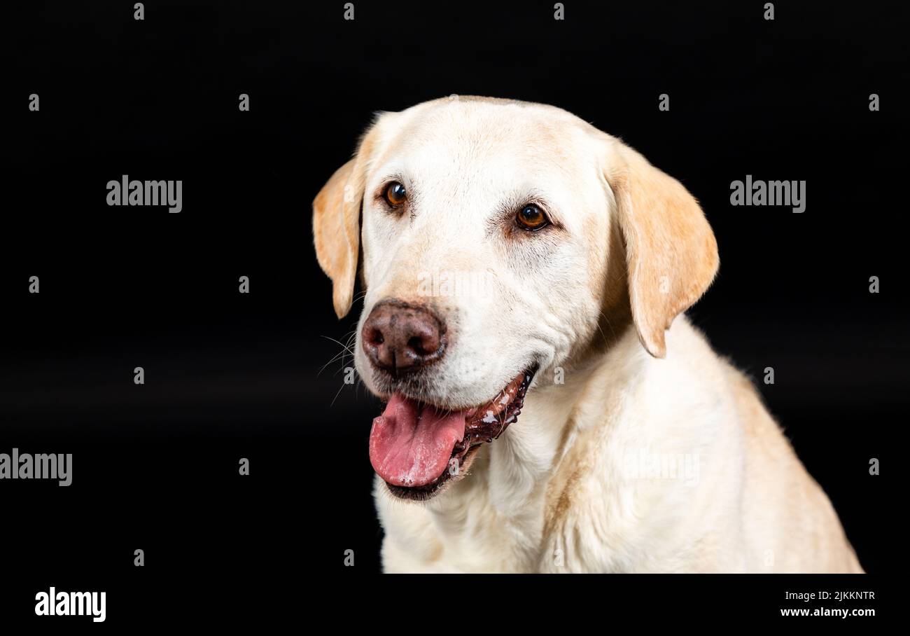 Brauner labrador Hundekopf in einem Studio mit schwarzem Hintergrund Stockfoto