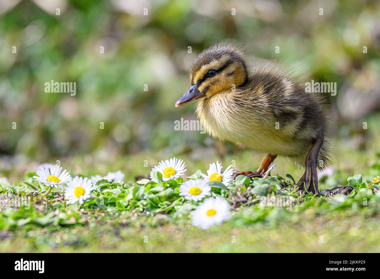 Nahaufnahme einer kleinen Ente auf dem Boden in der Nähe kleiner Kamillenblüten auf einem verschwommenen Hintergrund Stockfoto