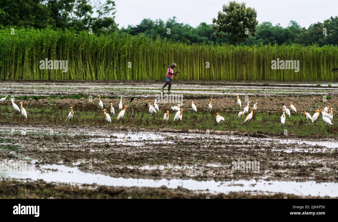 Ein Schwarm wilder Rinderreiher (Bubulcus ibis) fliegt und sitzt auf dem landwirtschaftlichen Feld, um Insekten zu fressen, die beim Pflügen aus dem Boden entstehen. Einige der Kuhreiher haben orange-braune Federn, die Gefieder züchten. Jhinuk Ghata, Westbengalen, Indien. Stockfoto