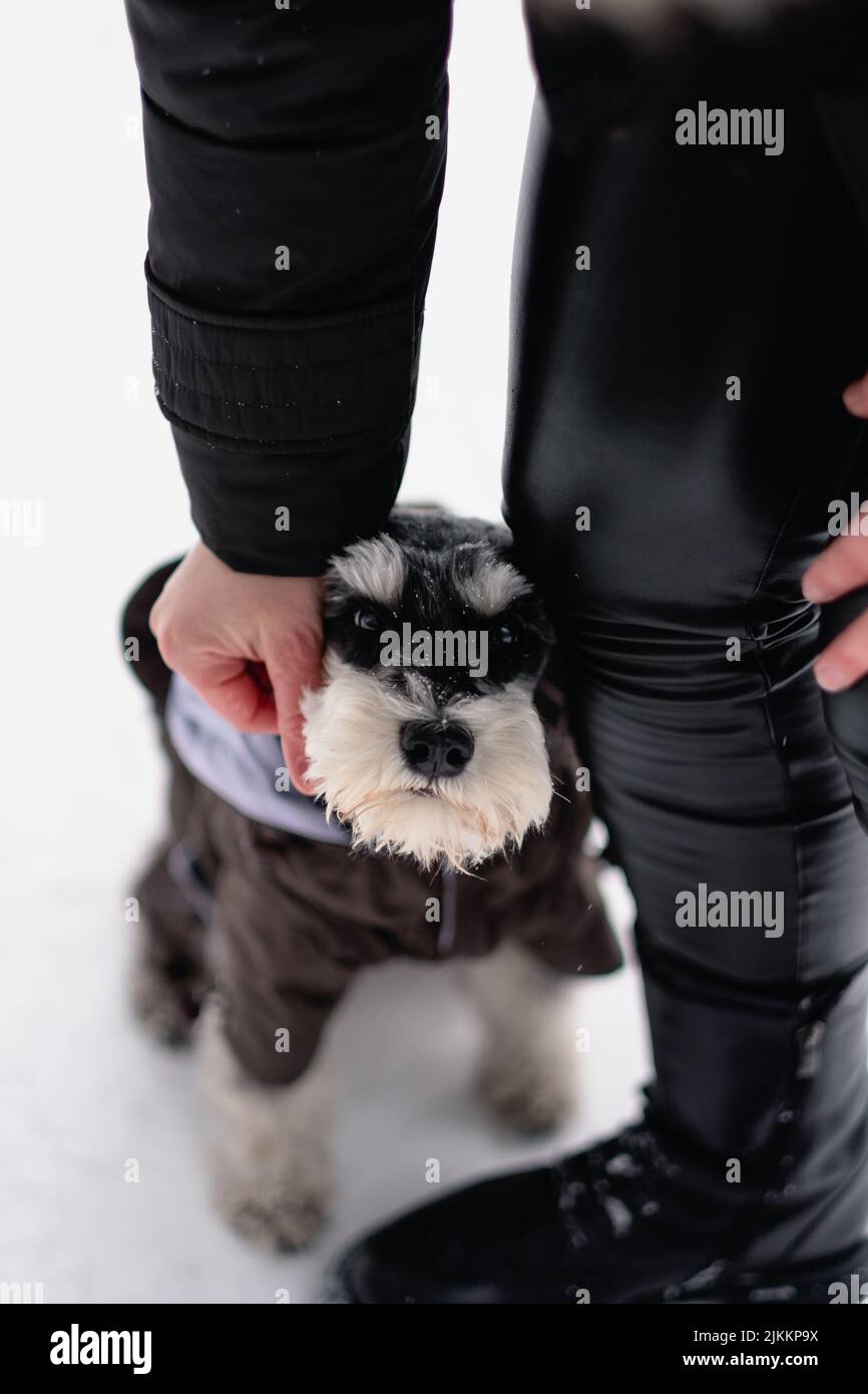 Eine vertikale Aufnahme eines Miniatur-Schnauzers mit einer Person, die ihn streichelt Stockfoto