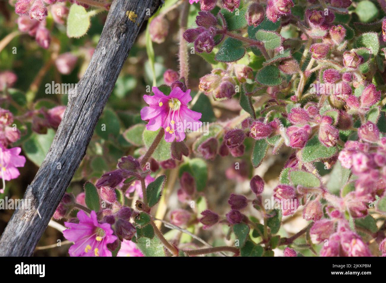 Rosafarbene Blütenstände von Cymose-Doldenblüten von Mirabilis laevis, Nyctaginaceae, einheimischem Unterstrauch im Nordwesten von San Diego County, Springtime. Stockfoto