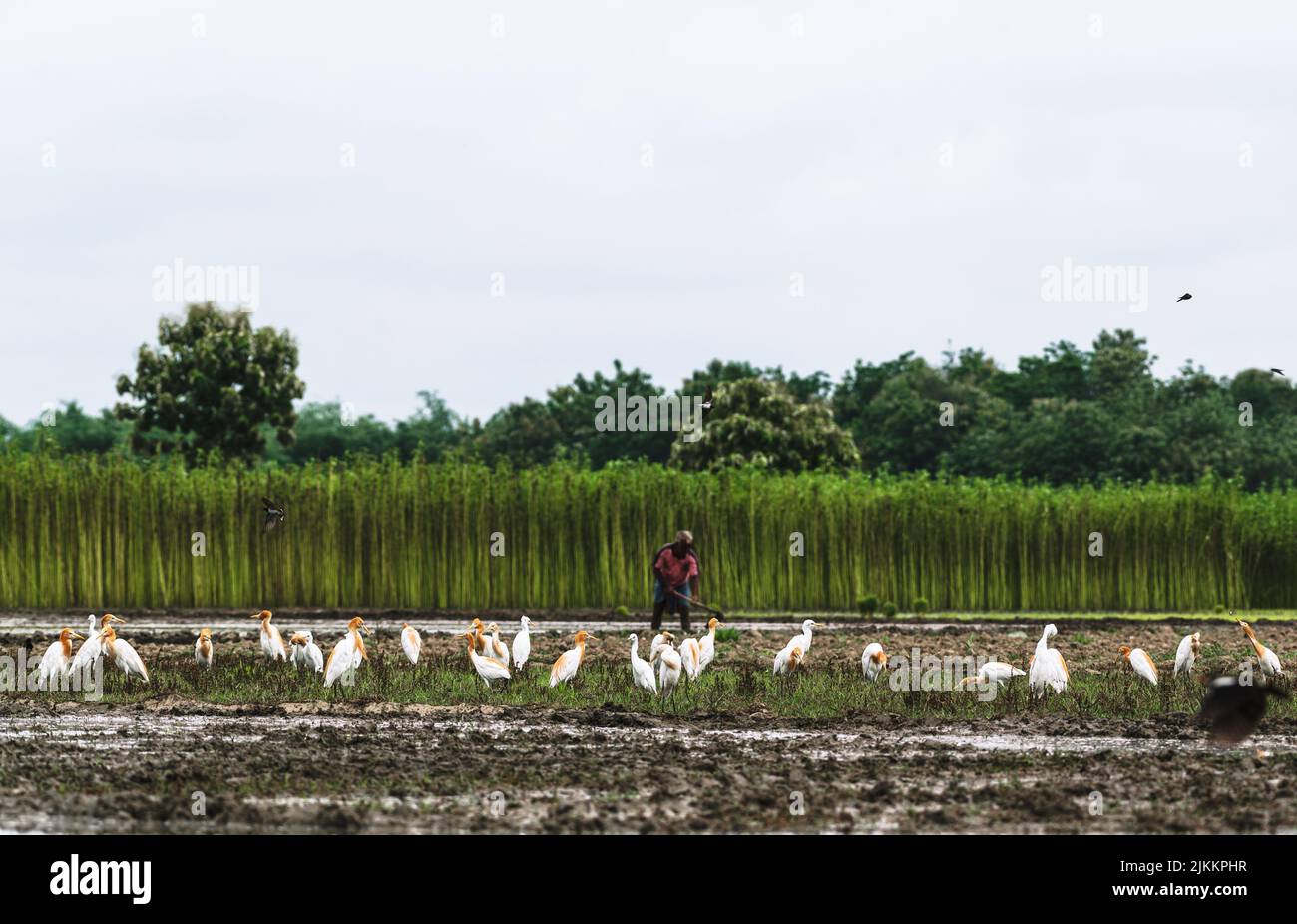Ein Schwarm wilder Rinderreiher (Bubulcus ibis) fliegt und sitzt auf dem landwirtschaftlichen Feld, um Insekten zu fressen, die beim Pflügen aus dem Boden entstehen. Einige der Kuhreiher haben orange-braune Federn, die Gefieder züchten. Jhinuk Ghata, Westbengalen, Indien. Stockfoto