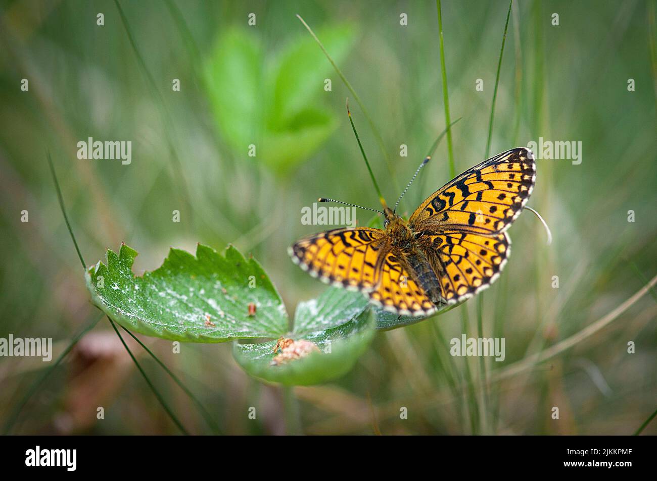 Eine Nahaufnahme eines wunderschönen kleinen, mit Perlen umrandeten Fritillarschmetterlings auf einer Pflanze im Garten Stockfoto