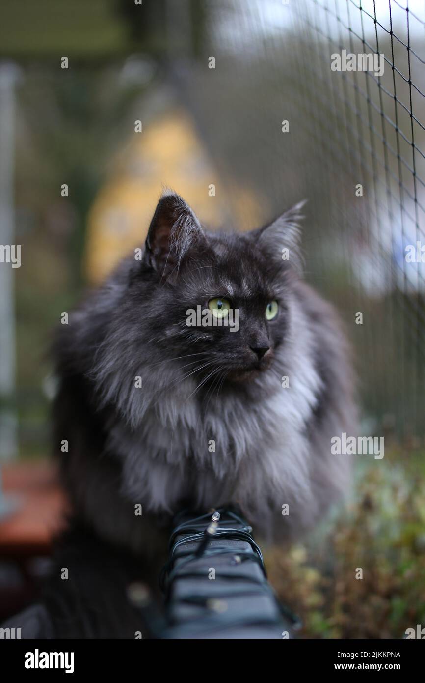 Eine graue, mürrische Katze starrt auf die Kamera mit grünen Augen auf einem verschwommenen Hintergrund Stockfoto