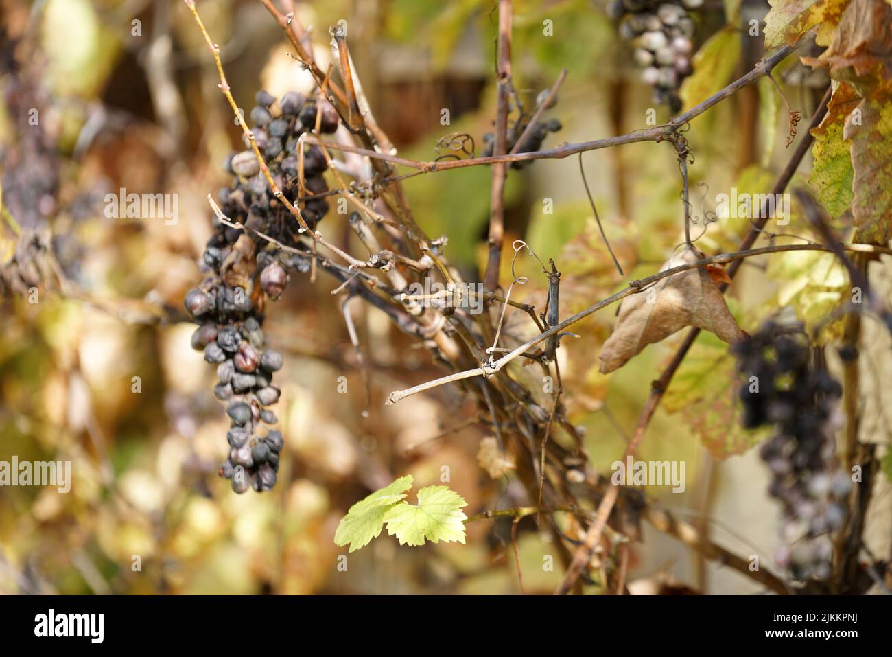 Reife schwarze Trauben, die im Frühjahr im Weinberg angebaut werden Stockfoto