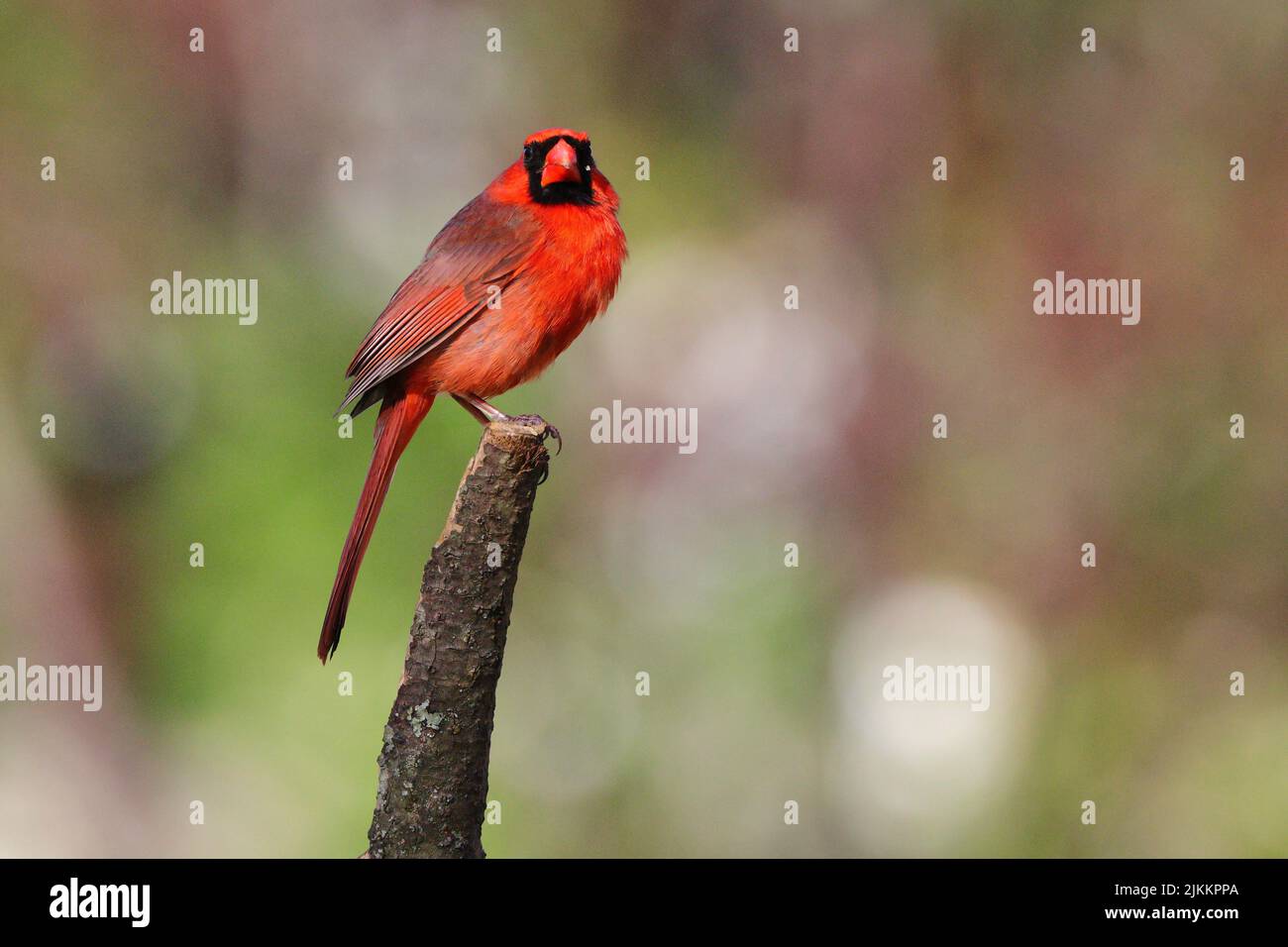 Eine Nahaufnahme eines nördlichen Kardinals, der auf einem Baumzweig auf einem verschwommenen Hintergrund thront Stockfoto